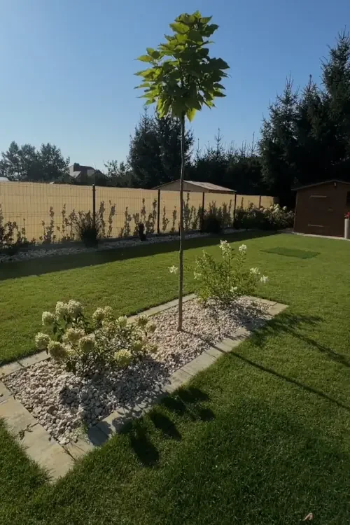 Młode drzewa i hortensje w rabacie na jasnym kruszywie