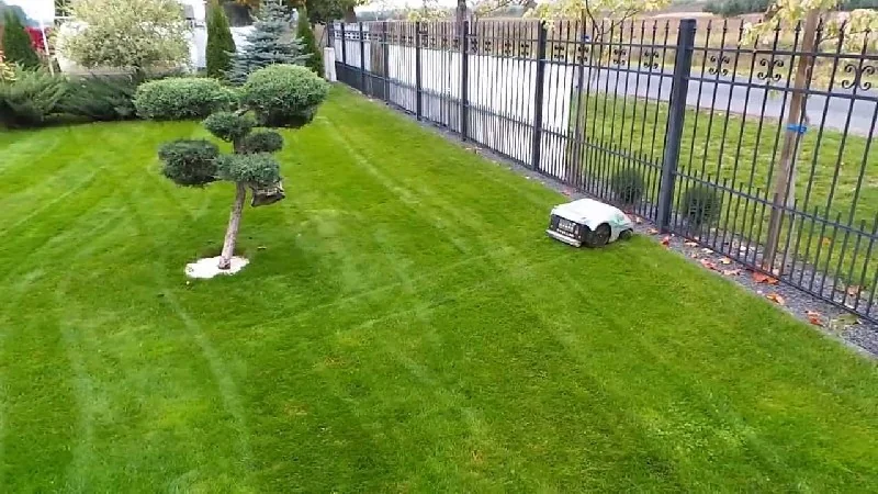 Robot koszący pracujący na trawniku przy ogrodzeniu